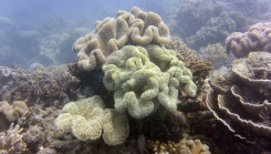 Grande Barrière de corail: l'Australie évite la liste des sites en péril