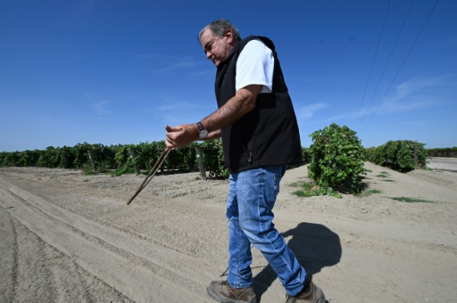 Dans les vergers desséchés de Californie, un sourcier à la recherche de l'or bleu