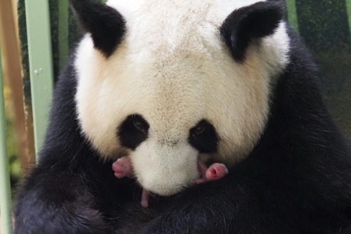 Zoo de Beauval : des jumelles en bonne santé pour agrandir la famille panda