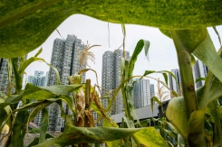 Les villes passent au vert: tour du monde en images