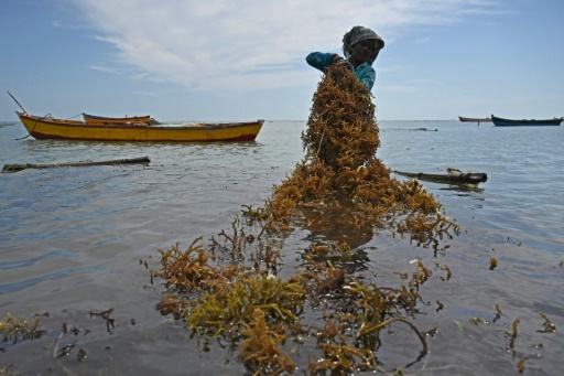 La "culture miracle" des algues marines, dévoreuses de CO2, prend son essor en Inde
