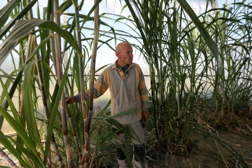 De nouveaux agriculteurs expérimentent l'exotique en "circuit court"