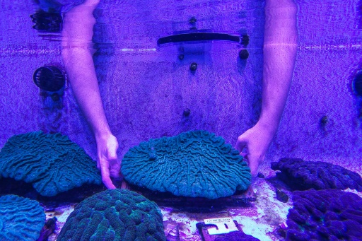 En Floride, un laboratoire tente de sauver les coraux d'une mystérieuse maladie