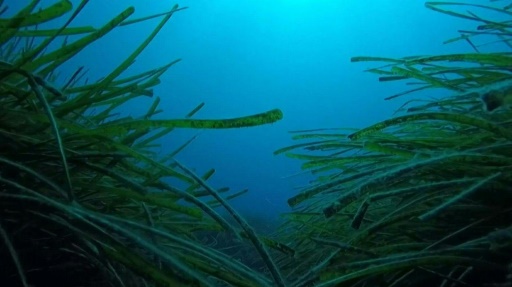 En Corse, préserver la fragile posidonie face aux grands yachts