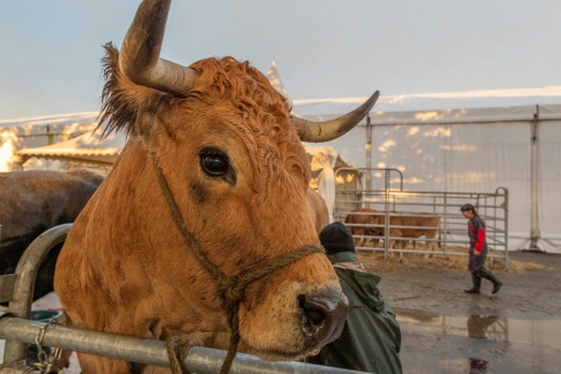 Vivre de son métier et rester dans les montagnes, l'Everest des éleveurs