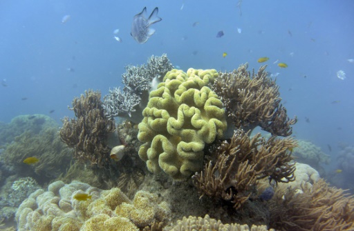 L'Australie investit dans la protection de la Grande barrière de corail