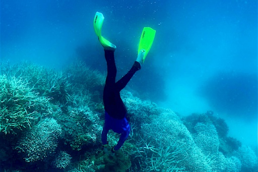 Australie : 91% de la Grande Barrière de corail a subi un "blanchissement"