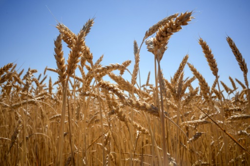 Guerre en Ukraine : les prix alimentaires mondiaux atteignent un niveau jamais enregistré