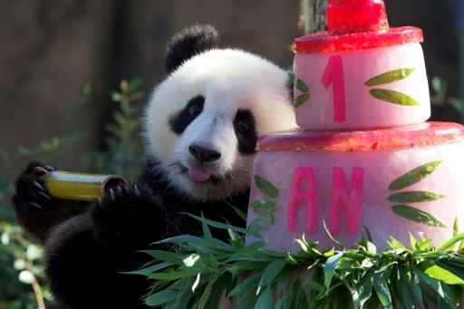 Beauval : les jumelles pandas fêtent leur un an devant leurs fans