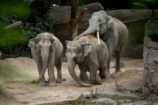 Au zoo de Zürich, un redoutable virus remplit le cimetière des éléphants