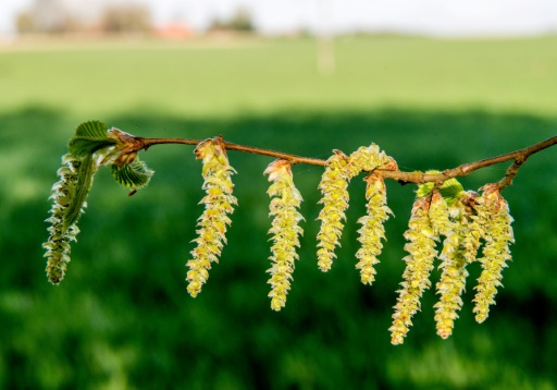 Les allergies au pollen plus sévères cette année, et ce n'est pas fini