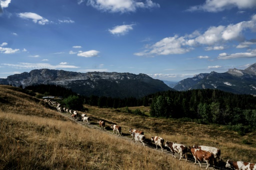 Dans les montagnes des Alpes, les fromages souffrent d'un été trop chaud