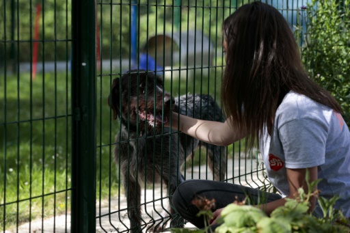 SPA : abandons massifs cet été, plus de 16.000 animaux recueillis, surtout des chats