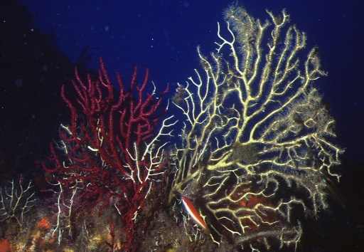 Réchauffement climatique : "mortalité inquiétante" de gorgones en Méditerranée