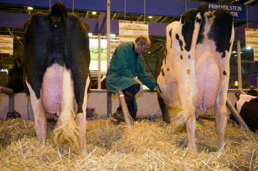 De moins en moins d'antibiotiques dans les élevages, pas chez les animaux de compagnie