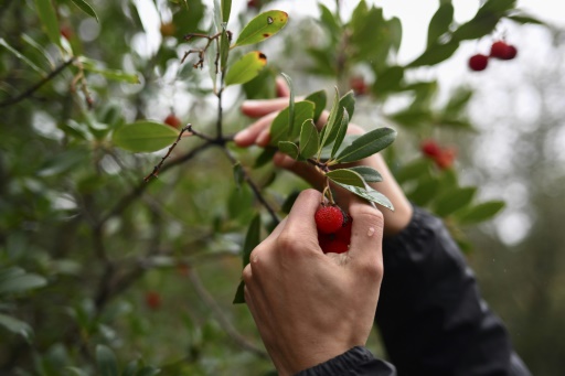 Face aux sécheresses et aux incendies, la forêt provençale redécouvre l'arbousier