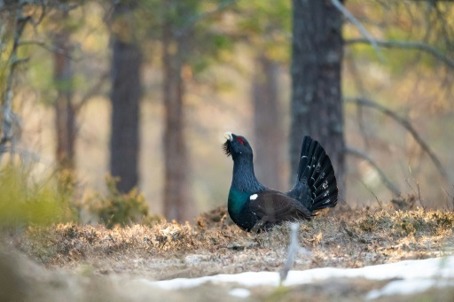 Le trépas annoncé du grand tétras dans les Vosges