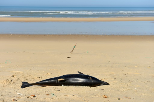 Dauphins échoués : le gouvernement accusé de ne pas en faire assez