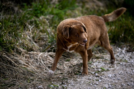Portugal : Bobi, 30 ans, sacré le chien le plus vieux du monde