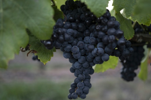 Le Tannat, ce cépage qui a placé l'Uruguay sur la carte mondiale du vin