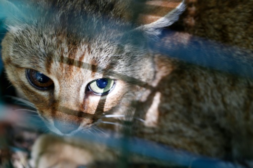 L'intrigant "chat-renard" est bien un félin spécifique de Corse