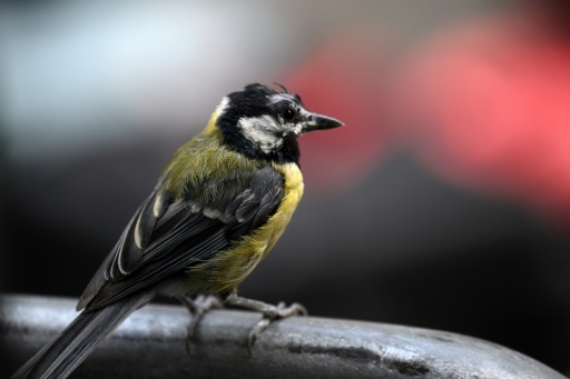 En ville, la mésange privilégie l'odorat pour s'alimenter, malgré la pollution