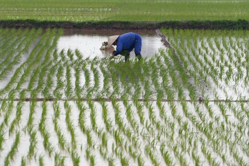 Au Vietnam, des pistes pour réduire l'impact du riz sur le réchauffement climatique