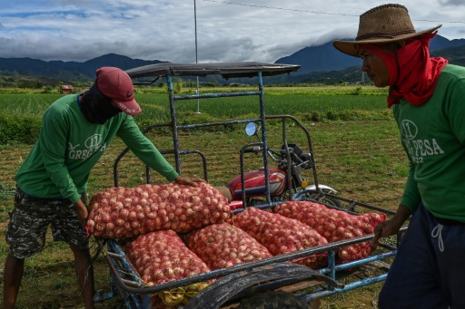 Aux Philippines, l'oignon devenu bien de luxe atteint des prix à pleurer