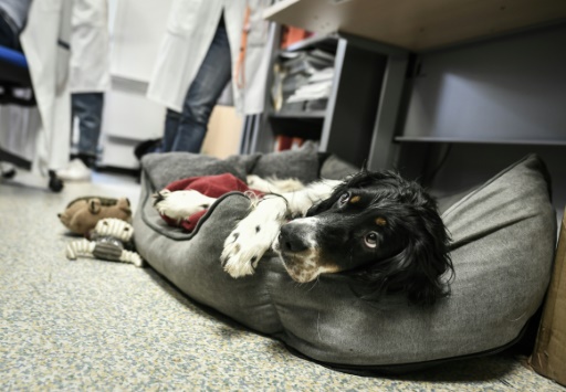 Snoopy, nouvelle recrue canine de l'Institut Curie, ravit patients et soignants