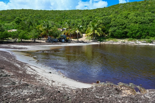 Guadeloupe : les sargasses envahissent les plages, l'Etat cherche des solutions