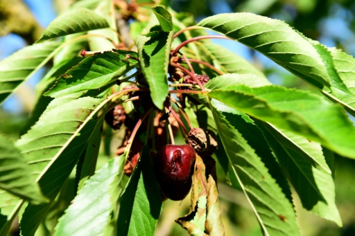 Des producteurs de cerises "découragés" devant les ravages d'un moucheron
