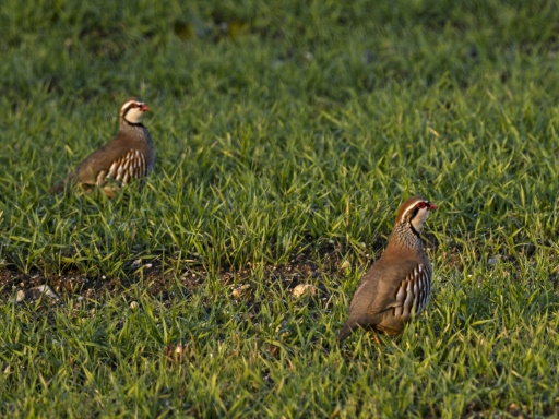 "Justice pour le vivant" : l'Etat français sous pression devant l'effondrement de la biodiversité