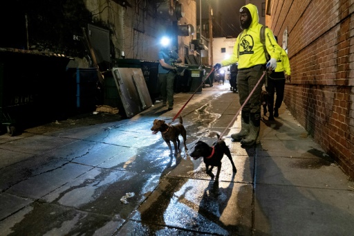 A Washington, les chiens font la guerre aux rats