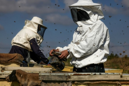 A Gaza, élever des abeilles près de la périlleuse barrière frontalière.jpg