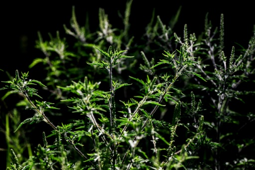 Arracher l'ambroisie, un enjeu de santé publique