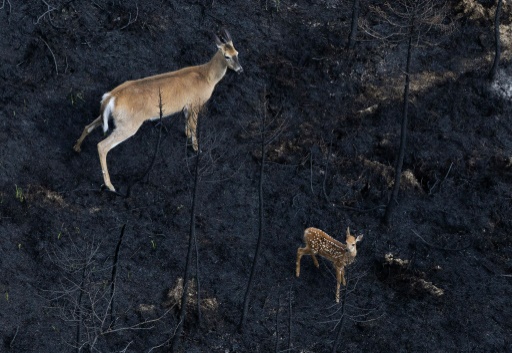 Sur les terres brûlées canadiennes, les animaux ont disparu