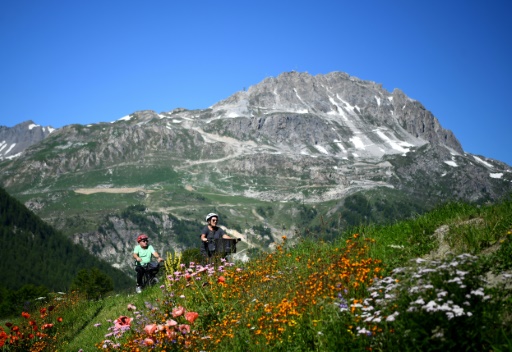 Savoie : des milliers de brins de génépi et fleurs d'edelweiss saisis sur des randonneurs