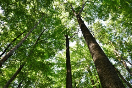 Face au changement climatique, le visage bouleversé de la forêt française.jpg Face au changement climatique, le visage bouleversé de la forêt française.jpg