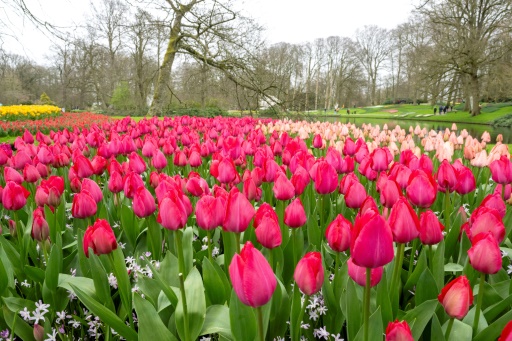 Pays-Bas : le plus grand jardin de tulipes du monde fête ses 75 ans