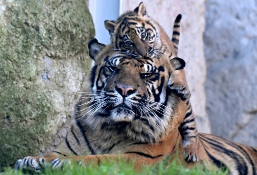 Kala, rare petite tigresse de Sumatra, vole la vedette au zoo de Rome