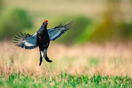 La réintroduction du grand tétras en débat dans les Vosges