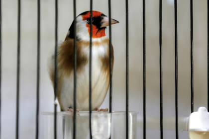 Un chardonneret dans une cage en Algérie Un chardonneret dans une cage en Algérie