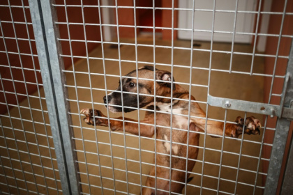 Un chien proposé à l'adoption dans un refuge de la SPA à Gennevilliers, le 7 novembre 2024 Un chien proposé à l'adoption dans un refuge de la SPA à Gennevilliers, le 7 novembre 2024
