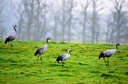 Des grues cendrées dans un champ près du lac du Der, à Giffaumont-Champaubert (Marne), le 31 janvier 2025 Des grues cendrées dans un champ près du lac du Der, à Giffaumont-Champaubert (Marne), le 31 janvier 2025