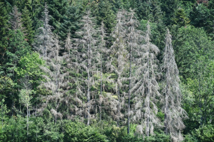 Des arbres souffrant de la sécheresse le 12 juillet 2019 à Masevaux, France Des arbres souffrant de la sécheresse le 12 juillet 2019 à Masevaux, France