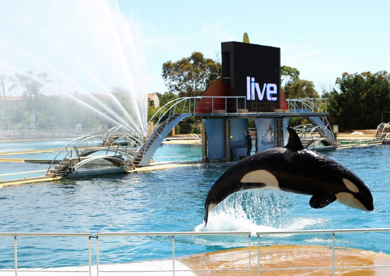 L'avenir des orques du Marineland d'Antibes, un casse-tête pour le gouvernement