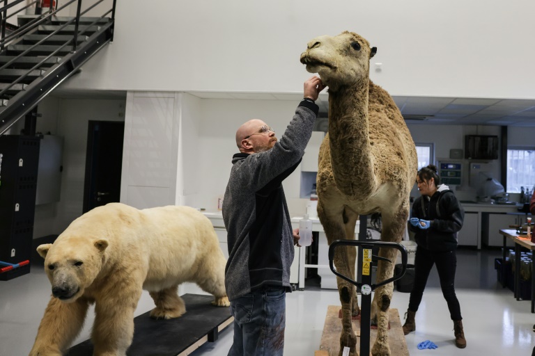 Dans l'atelier des taxidermistes du Muséum d'histoire naturelle