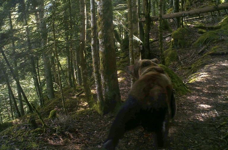 L'ours "poursuit son développement" dans les Pyrénées mais son avenir n'est pas garanti