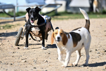 Des chiens handicapés, pensionnaires du refuge et centre de soins Suzi Handicap à Montreuil-au-Houlme, le 18 mars 2025 dans l'Orne Des chiens handicapés, pensionnaires du refuge et centre de soins Suzi Handicap à Montreuil-au-Houlme, le 18 mars 2025 dans l'Orne