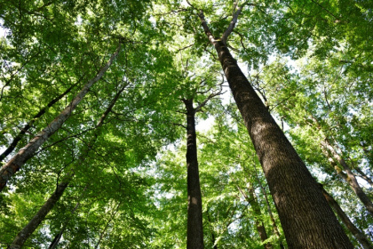 Des chênes de la forêt de Tronçais, le 20 septembre 2022 à Saint-Bonnet de Tronçais, dans l'Allier Des chênes de la forêt de Tronçais, le 20 septembre 2022 à Saint-Bonnet de Tronçais, dans l'Allier